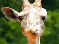 -云南野生动物园