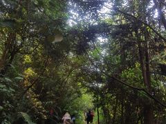-黄埔油麻山森林公园