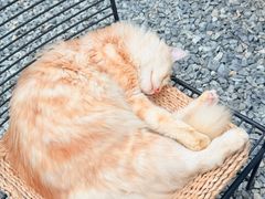 -自由生长植物工作室(深港花卉中心店)