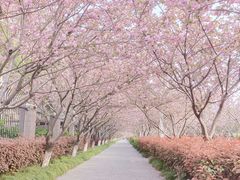 -高东镇樱花园