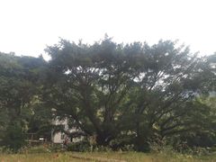 -广州市石门国家森林公园