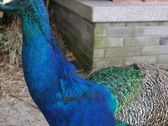 -同济大学(嘉定校区)