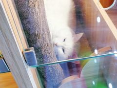 -喵百万·布偶·蓝金金渐层英短·猫舍(百子湾店)