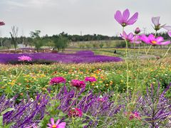 -上海滨江森林公园