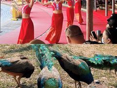 -西双版纳勐泐文化旅游区