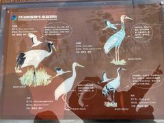 -盐城丹顶鹤湿地生态旅游区