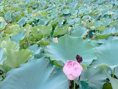 -莲花池公园
