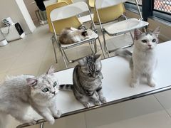 -怪兽屋·羊驼·猫咖·狗咖(俊华广场店)