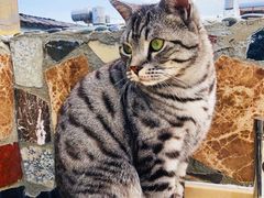 -喵屿·大理花园猫咖