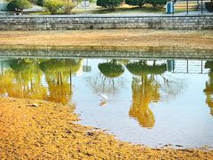 -金沙湖公园