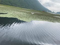 -腾冲北海湿地