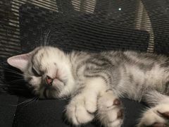 -宠颐生宠物医院·心肾内科·猫专科诊疗中心宠巢店