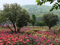 -龙寺生态园