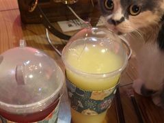 -猫色咖啡·猫咖