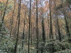 -凤栖山