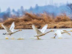 -鄱阳湖国家湿地公园