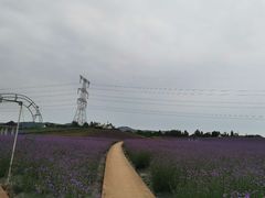 -紫颐香薰山谷景区