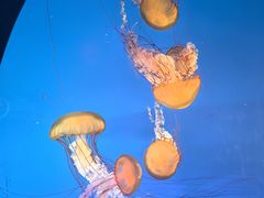 -太平洋海底世界