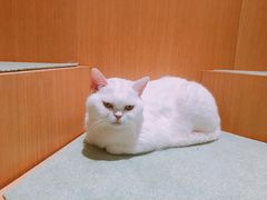 -CAT’S MEWSTAR CAFE·喵星球猫屋(晴湾咖啡店)
