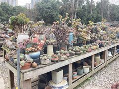 -三圣花乡旅游区