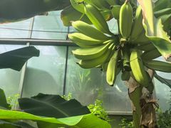 -呀路古热带植物园