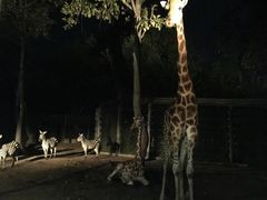 -清迈夜间动物园