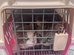 -宠颐生宠物医院·犬猫全科·皮肤科(商业街店)
