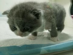 -李小姐の猫咖啡馆(五角场店)