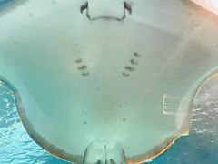 -上海海洋水族馆