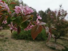 -海棠花溪(元大都城垣遗址公园)