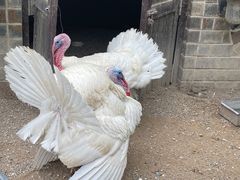 -南宫五洲植物乐园