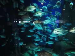 -成都浩海立方海洋公园