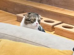 -啵啵喵·猫咖(攀华国际店)