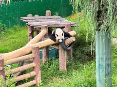 -沈阳森林动物园