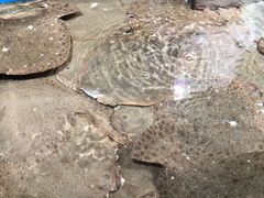 多宝鱼-盒马鲜生(莱蒙都会店)