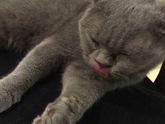 -more than meow吴止猫主题餐厅(承德 中船汇店)