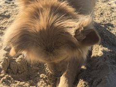 -那香海钻石沙滩浴场