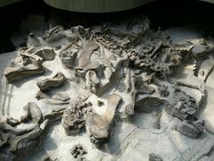 -自贡恐龙博物馆