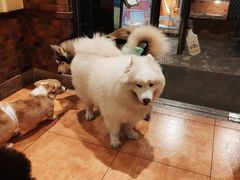 -more than meow吴止猫主题餐厅(承德 中船汇店)