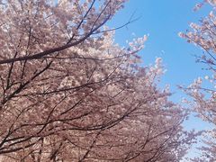 -古柏渡丰乐樱花园