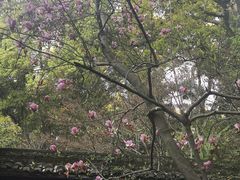 -杭州黄龙洞