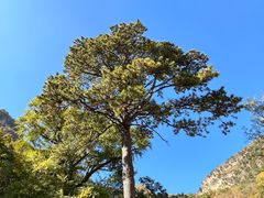 -北京上方山国家森林公园