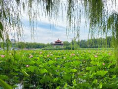 -青城公园