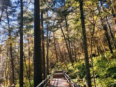 -五营红松林海景区