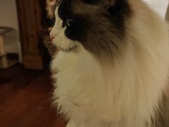 -Catmate·猫肥家润(金润铂宫店)