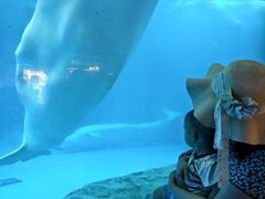 -海合安成都极地海洋公园