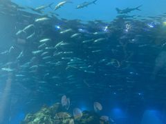 -海棠湾洲际-涛·海底餐厅·美人鱼·自助餐·海底隧道