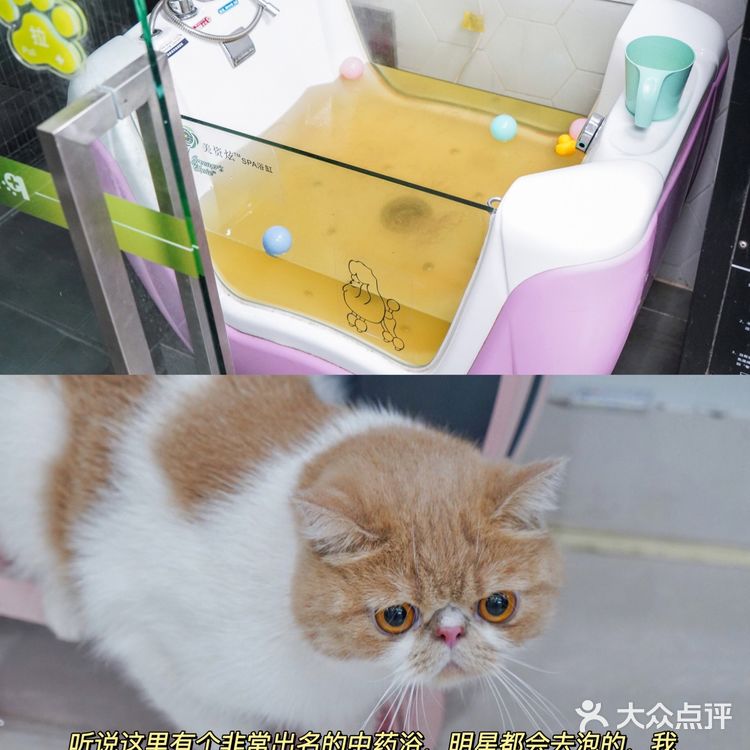 宇宙萌宠“甜茶🐱”日记|办个VIP做宠物届顶流🚀