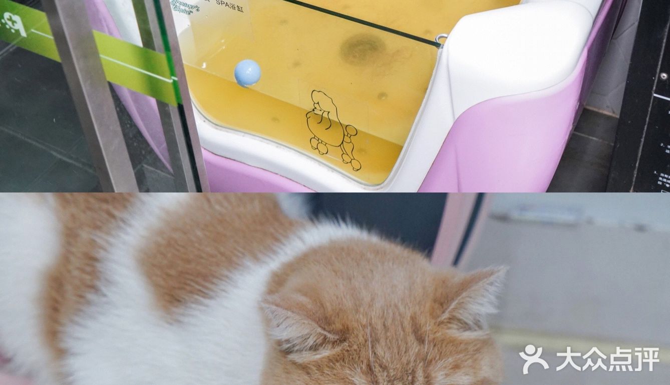 宇宙萌宠“甜茶🐱”日记｜办个VIP做宠物届顶流🚀
