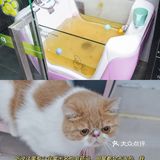 宇宙萌宠“甜茶🐱”日记｜办个VIP做宠物届顶流🚀